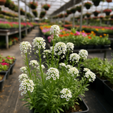 Lobularia Maritima, Alyssum Maritimum (Sweet Alyssum, Tall White)