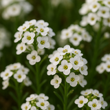 Lobularia Maritima, Alyssum Maritimum (Sweet Alyssum, Tall White)