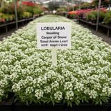Lobularia Maritima 'Carpet of Snow' (Sweet Alyssum, Dwarf White - Carpet of Snow)