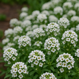 Lobularia Maritima 'Carpet of Snow' (Sweet Alyssum, Dwarf White - Carpet of Snow)