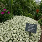 Lobularia Maritima 'Carpet of Snow' (Sweet Alyssum, Dwarf White - Carpet of Snow)