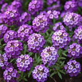 LOBULARIA Maritima 'Royal Carpet' (Sweet Alyssum, Dwarf Purple - Royal Carpet)