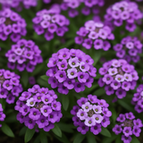 LOBULARIA Maritima 'Royal Carpet' (Sweet Alyssum, Dwarf Purple - Royal Carpet)