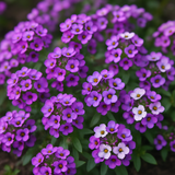 LOBULARIA Maritima 'Royal Carpet' (Sweet Alyssum, Dwarf Purple - Royal Carpet)