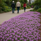LOBULARIA Maritima 'Royal Carpet' (Sweet Alyssum, Dwarf Purple - Royal Carpet)