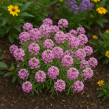 LOBULARIA Maritima (Sweet Alyssum, Dwarf Pink)