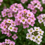LOBULARIA Maritima (Sweet Alyssum, Dwarf Pink)