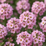 LOBULARIA Maritima (Sweet Alyssum, Dwarf Pink)