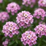 LOBULARIA Maritima (Sweet Alyssum, Dwarf Pink)