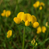 LOTUS corniculatus (Bird's Foot Trefoil)