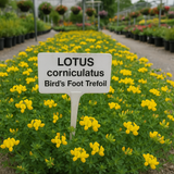LOTUS corniculatus (Bird's Foot Trefoil)