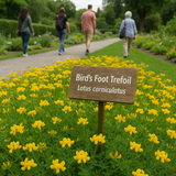 LOTUS corniculatus (Bird's Foot Trefoil)