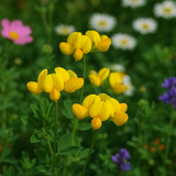 LOTUS corniculatus (Bird's Foot Trefoil)