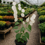 LUNARIA biennis (Money Plant)