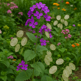 LUNARIA biennis (Money Plant)