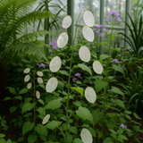 LUNARIA biennis (Money Plant)