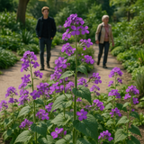 LUNARIA biennis (Money Plant)
