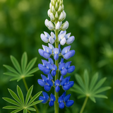 LUPINUS argenteus (Mountain Lupine)