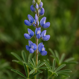 LUPINUS argenteus (Mountain Lupine)