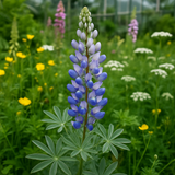 LUPINUS argenteus (Mountain Lupine)