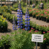 LUPINUS argenteus (Mountain Lupine)