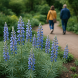 LUPINUS argenteus (Mountain Lupine)