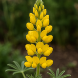 LUPINUS densiflorus aureus (Yellow Lupine)
