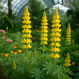 LUPINUS densiflorus aureus (Yellow Lupine)