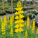 LUPINUS densiflorus aureus (Yellow Lupine)