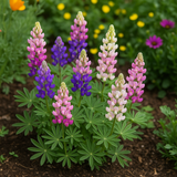 LUPINUS hartwegii nanus 'Pixie Delight' (Lupine, Dwarf Mixed - Pixie Delight)