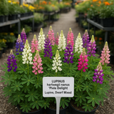 LUPINUS hartwegii nanus 'Pixie Delight' (Lupine, Dwarf Mixed - Pixie Delight)