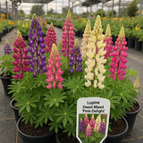 LUPINUS hartwegii nanus 'Pixie Delight' (Lupine, Dwarf Mixed - Pixie Delight)