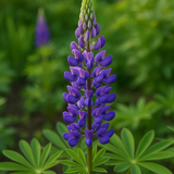 LUPINUS perennis (Perennial Lupine)