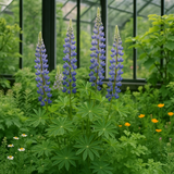 LUPINUS perennis (Perennial Lupine)