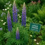 LUPINUS perennis (Perennial Lupine)