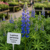 LUPINUS perennis (Perennial Lupine)