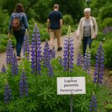 LUPINUS perennis (Perennial Lupine)