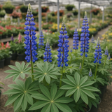 LUPINUS polyphyllus (Bigleaf Lupine)