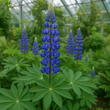 LUPINUS polyphyllus (Bigleaf Lupine)