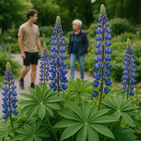 LUPINUS polyphyllus (Bigleaf Lupine)