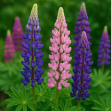 LUPINUS polyphyllus (Russell Lupine)