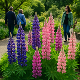 LUPINUS polyphyllus (Russell Lupine)