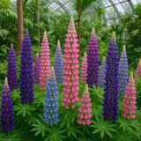 LUPINUS polyphyllus (Russell Lupine)