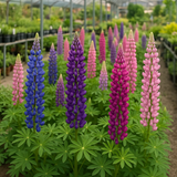 LUPINUS polyphyllus (Russell Lupine)