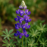LUPINUS succulentus (Arroyo Lupine)