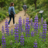 LUPINUS succulentus (Arroyo Lupine)