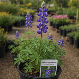 LUPINUS succulentus (Arroyo Lupine)