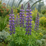 LUPINUS succulentus (Arroyo Lupine)