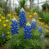 LUPINUS texensis (Texas Bluebonnet)