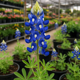 LUPINUS texensis (Texas Bluebonnet)